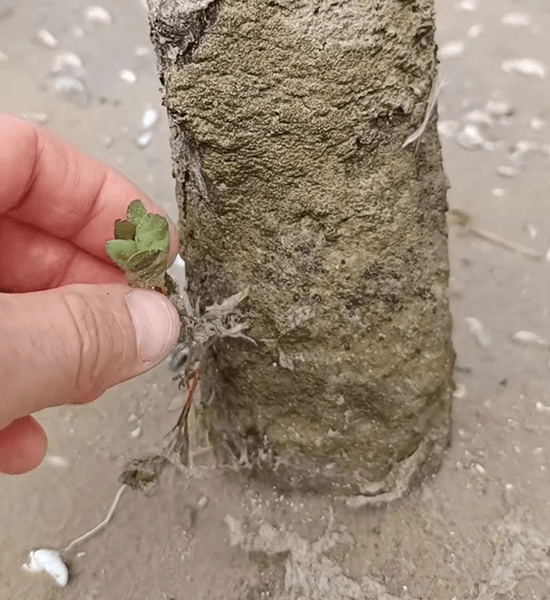 Дерево на пляжі Дерево проросло через 70 років